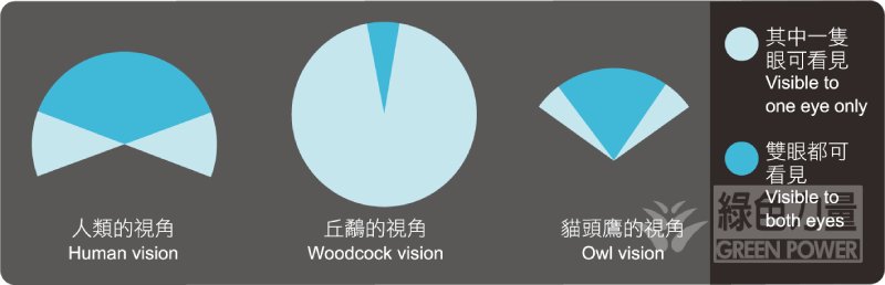 “上山充大王白小姐打一生肖”：文化现象特写与生肖趣味拆解