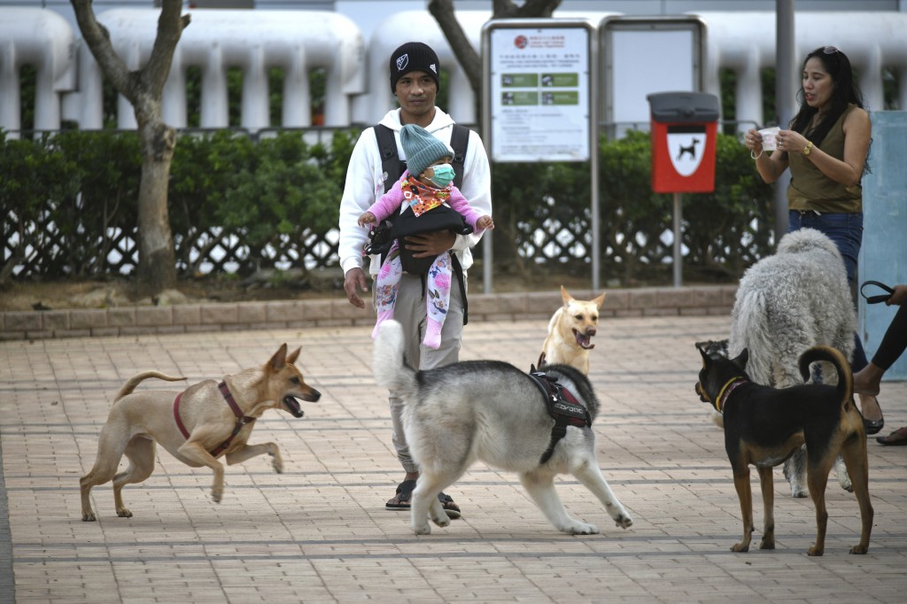 特写：看西洋犬白小姐打一生肖的文化解读与象征意义探索