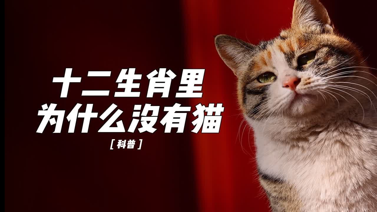 白小姐一肖免费公布猪八戒打点滴打一生肖：文化现象的场景聚合解读