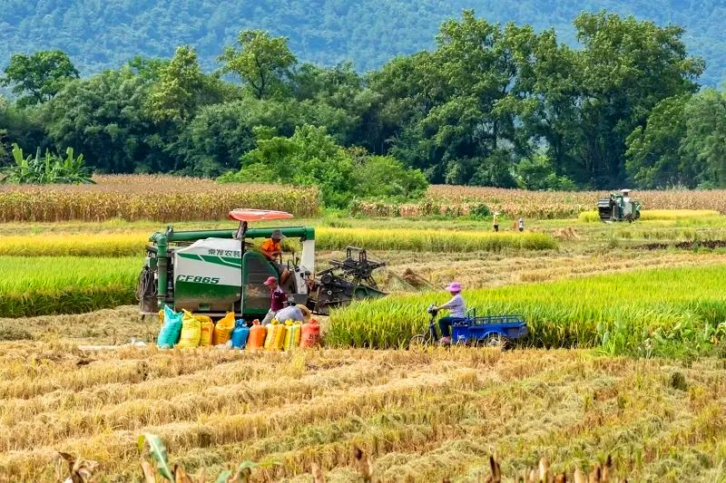 白小姐一肖：免费公布捕捉害虫本领强，生肖之谜特写