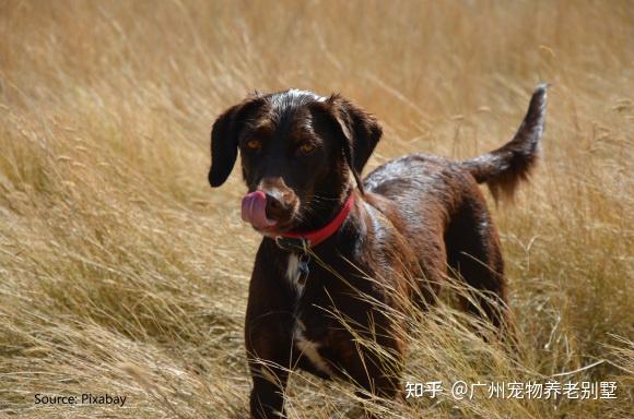 特写：白小姐一肖免费公布看家本领特别强一生肖的守护神角色